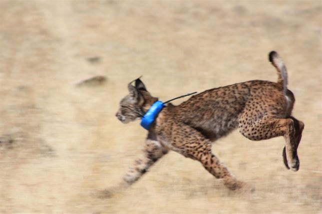 Los cazadores de Castilla – La Mancha defienden la ‘inocuidad’ del control de predadores para el lince
