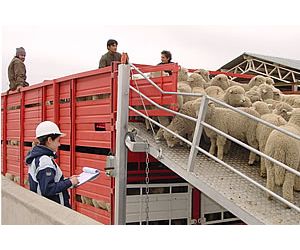 La UE pide sanciones y más control para proteger a los animales durante su transporte