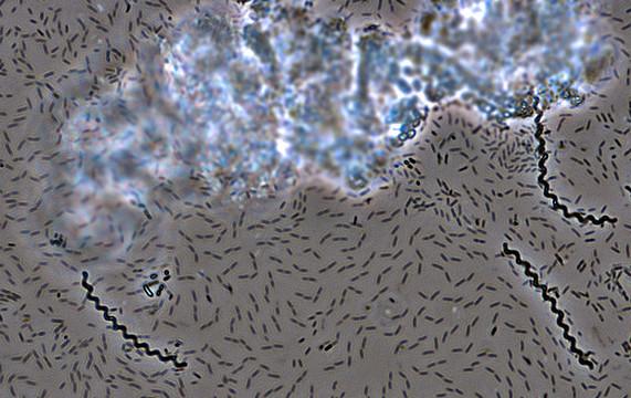 Identifican las bacterias que cada día llegan a España desde el sáhara