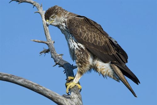 Bird Watching en la Comunitat Valenciana