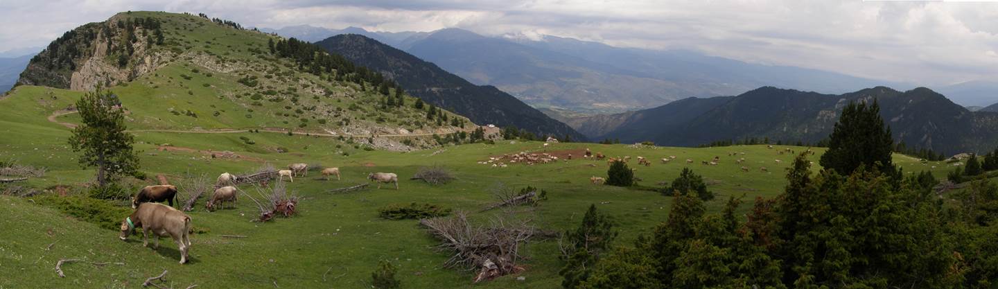 Por qué se expanden los bosques de los Pirineos