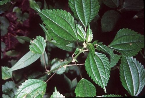 Descubiertas especies de ortiga en una cueva en China