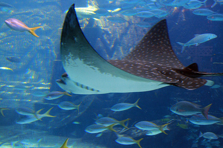 Los países mediterráneos deben adoptar medidas urgente para evitar la desaparición de rayas y tiburones