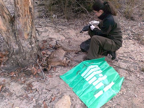 Agentes forestales acusan a la nueva Ley de Montes de dar vía libre a furtivos