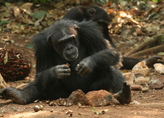 Conoce mejor a los chimpancés de Guinea