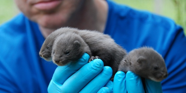 Tres hembras de visón europeo llegadas a La Alfranca paren siete crías