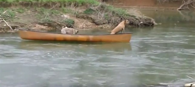 El emocionante rescate de un labrador a dos perros en una canoa (Vea VIDEO)