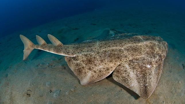 Asociación de Amigos de Tiburones pide al Gobierno canario incluir al angelote en el catálogo de especies protegidas