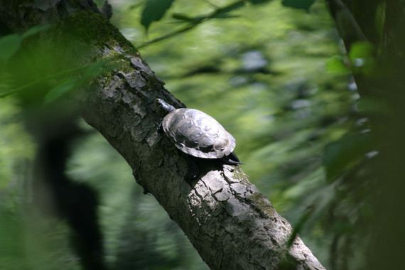 Una especie invasora ‘pone en jaque’ al galápago europeo en Galicia