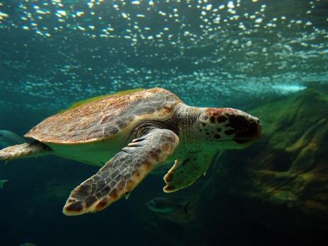 Liberación de dos tortugas recuperadas en Fuerteventura