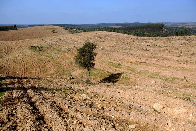 Piden a la Junta de Andalucía que publique las ayudas para la forestación y no perder los fondos de la UE