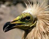 Alimoche recuperado en el hospital de AMUS