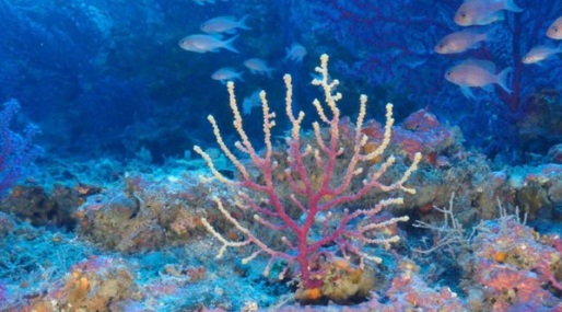 Descubren nuevas áreas de coral en Baleares