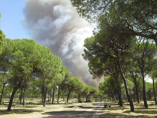 Combaten el fuego declarado en Cartaya (Huelva)