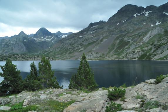 El bosque ‘perfecto’ es multifuncional
