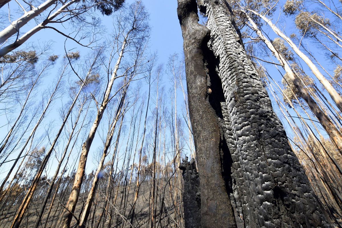 España ‘estancada’ en cuanto a la lucha contra los incendios forestales