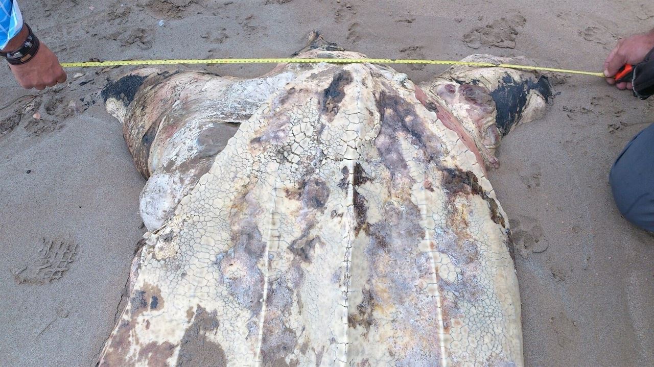 Hallan una tortuga laúd de 2