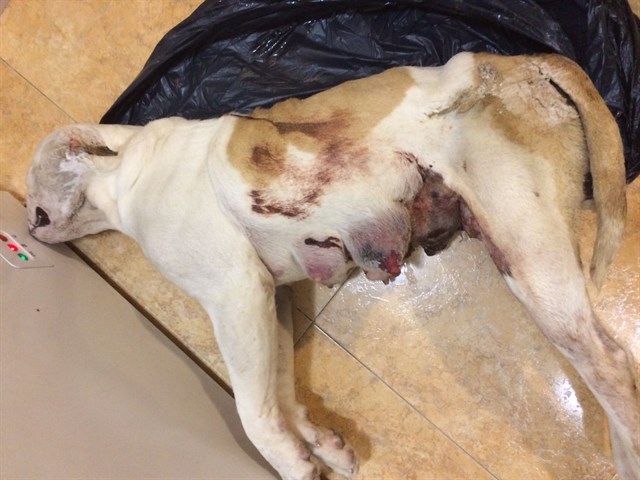 Detenido un individuo por abandono y maltrato de una perra que murió