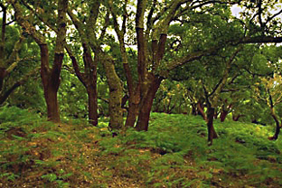 El campo de voluntariado ambiental del Parque Natural Los Alcornocales trabajará en la conservación de esta especie