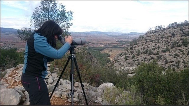 La charca de los Pimporrillos acoge la mayor puesta de sapillo moteado ibérico en el Parque de Sierra Espuña