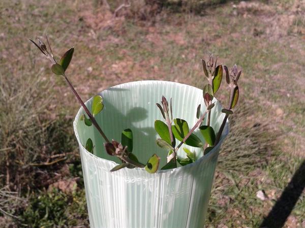España incumplirá los objetivos europeos de restauración ecológica