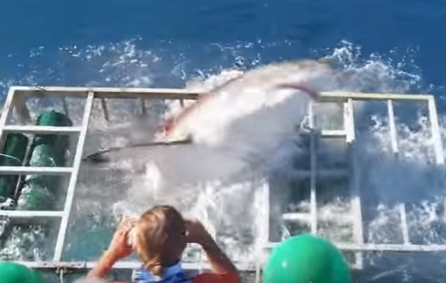 Un tiburón blanco  ataca a un buceador