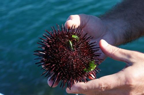 Las hembras poliándricas tratan de asegurar que sus vástagos tengan mejores características para sobrevivir