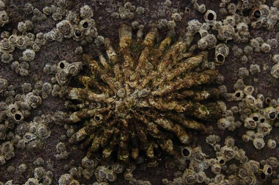 Lapas en peligro de extinción cambian de sexo para mejorar su supervivencia