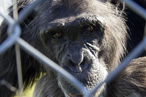 Alcobendas se declara ciudad libre de circos con animales
