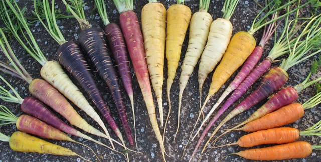 El banco de germoplasma del CITA almacena más de 17.000 muestras de semillas