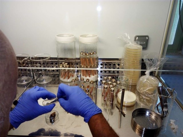 Cicytex y el Ayuntamiento de Mérida colaboran para erradicar especies arbóreas invasoras