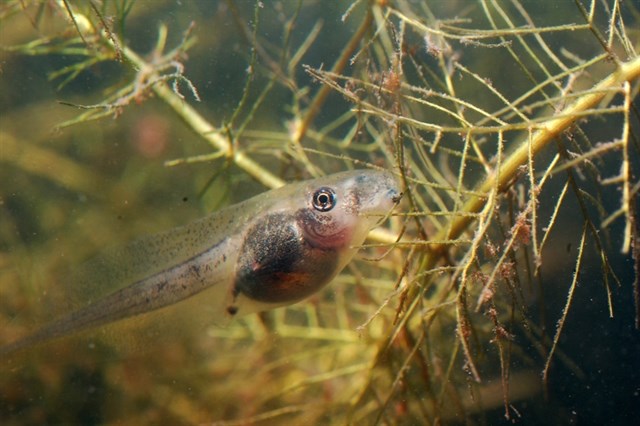 Algunas larvas de sapo pueden acelerar considerablemente su desarrollo