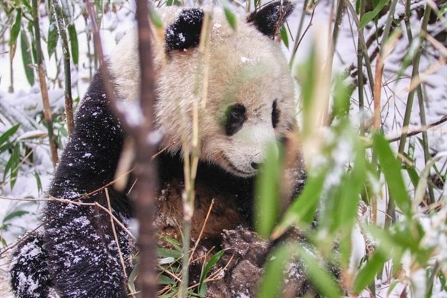 El ganado daña hábitat protegido del panda gigante en China