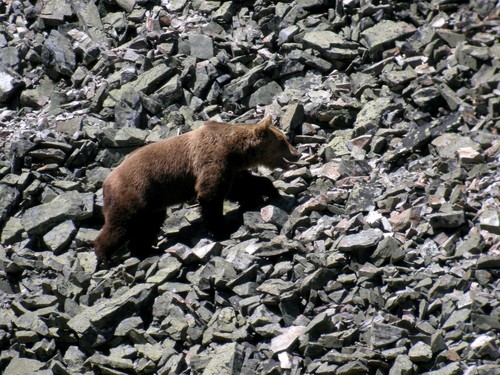 Trabajan en la desfragmentación del hábitat entre las subpoblaciones oriental y occidental del oso pardo