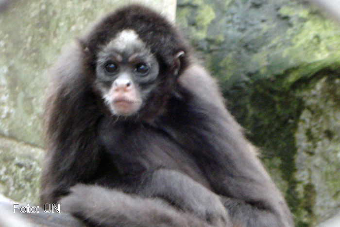 Libro Rojo de los mamíferos del Ecuador