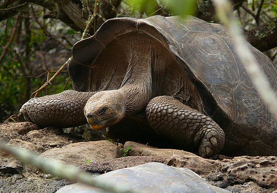 El regreso de las tortugas gigantes