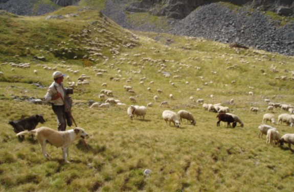 Según la Federación Estatal de Pastores