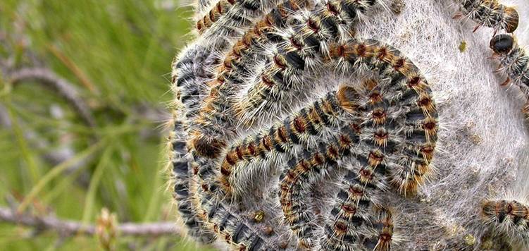 Fumigaciones aéreas contra la oruga procesionaria en diversos puntos de España