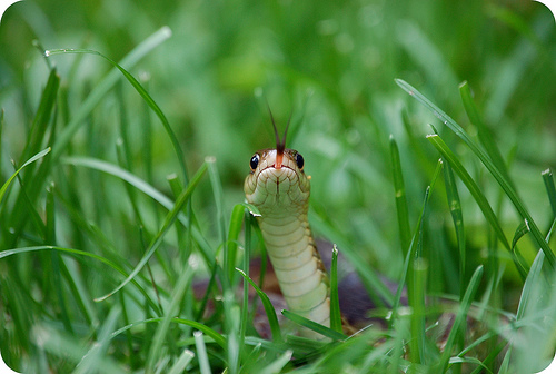 La OMS publica banco de datos sobre serpientes venenosas