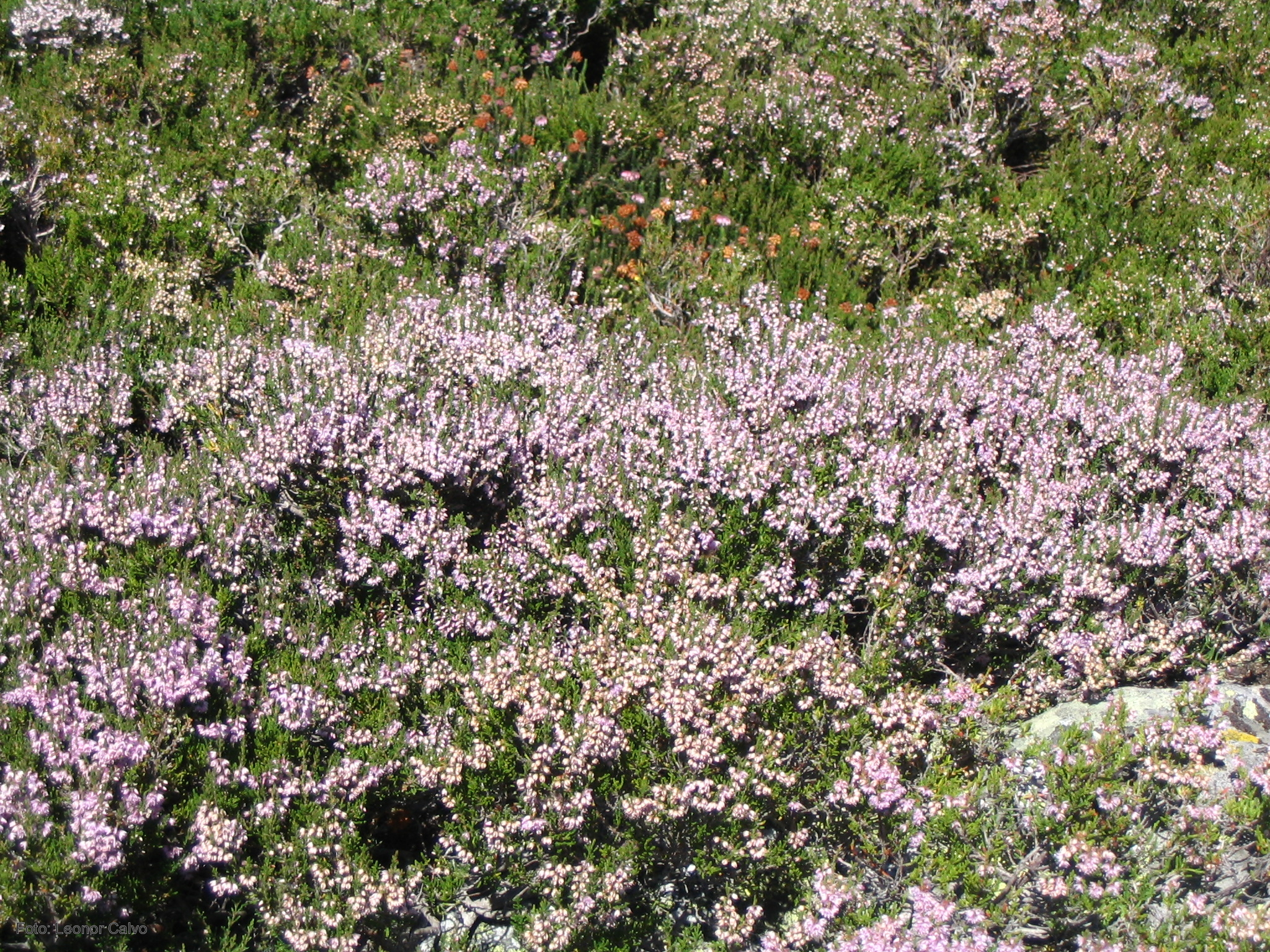 Villafáfila acoge este fin de semana unas jornadas sobre plantas comestibles