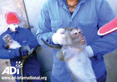 Tarragona ‘capital mundial’ del maltrato animal