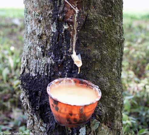 Un estudio analiza el movimiento de la savia de los árboles