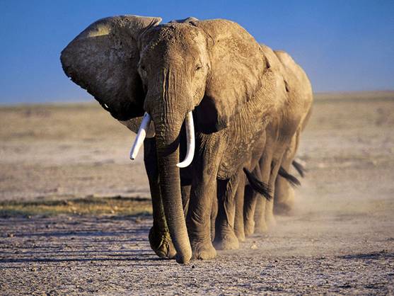 El elefante desaparecerá en África Central si prosiguen las matanzas