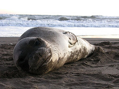 Aparecen ocho lobos marinos muertos en la costa peruana