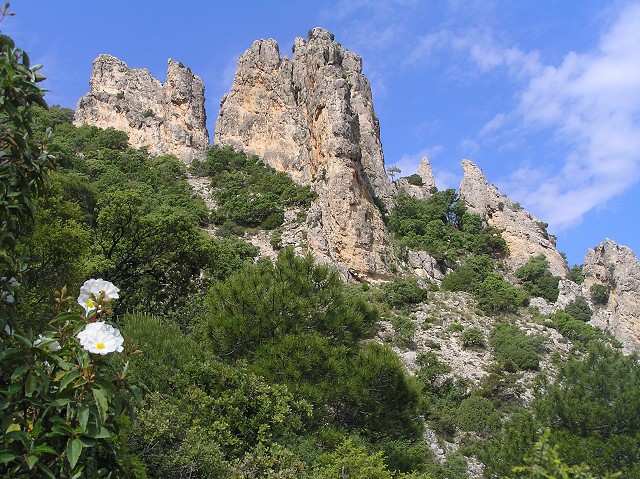 Murcia. Cinco buitres leonados vuelven en la Sierra de Mojantes