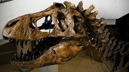 Según un estudio los tiranosaurios adolescentes protagonizaron graves peleas