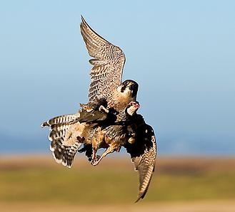 Los 15 halcones que viven en Barcelona cazan 5.500 aves al año