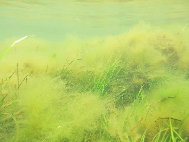 Lamentable situación ecológica del Mar Menor