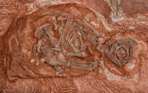 Descubren en África el vivero de dinosaurios más antiguo