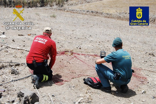 Denunciadas dos personas por la captura ilegal de aves en Gran Canaria